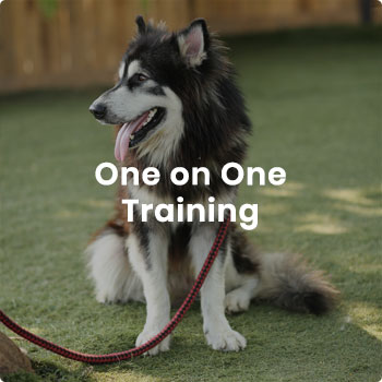 river run dog training
