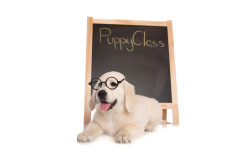 stock-photo-20630787-puppy-class