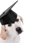 stock-photo-60239920-graduation-graduate-dog